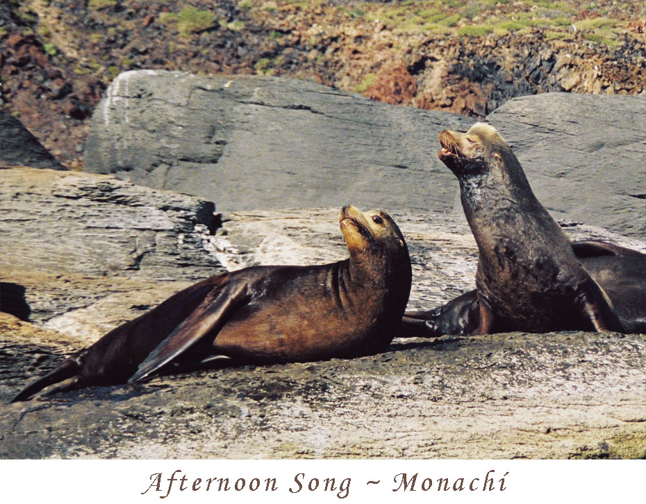 afternoon-song-monachi