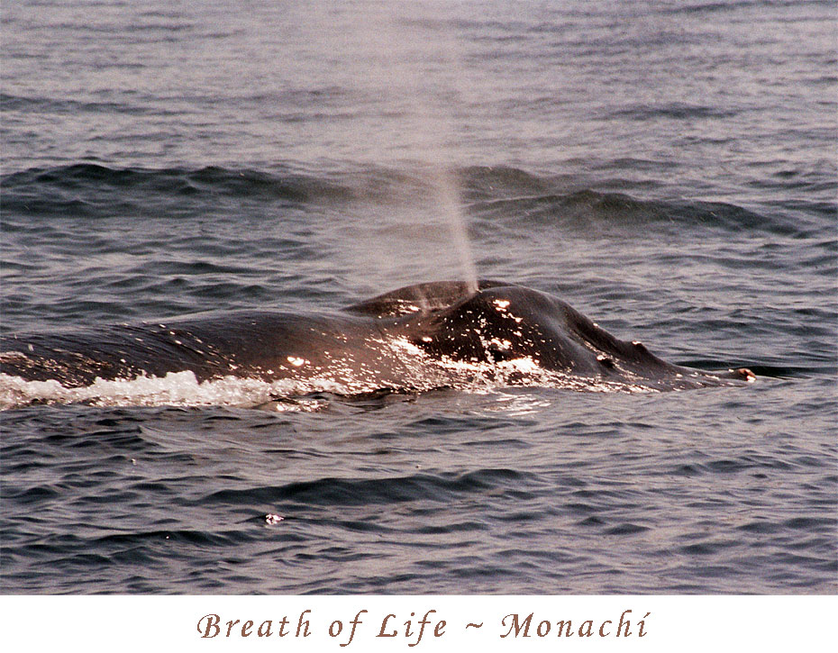 breath-of-life-monachi