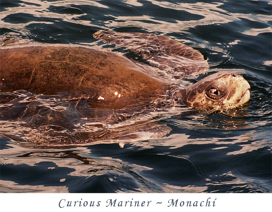 curious-mariner-monachi