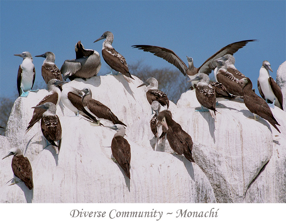 diverse-community-monachi