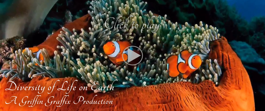 diversity-of-life-on-earth-video