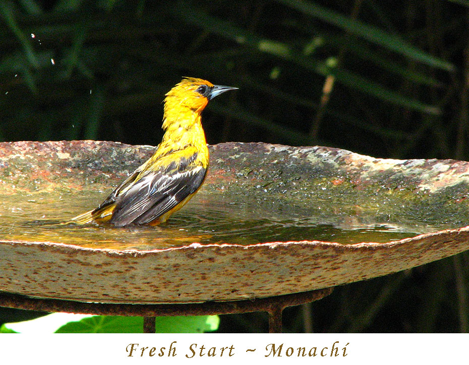 fresh-start-monachi