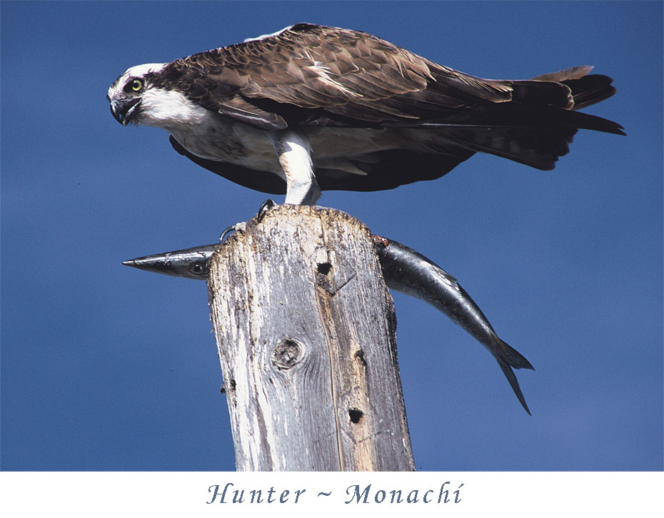 hunter-monachi