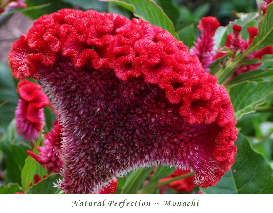 natural-perfection-monachi