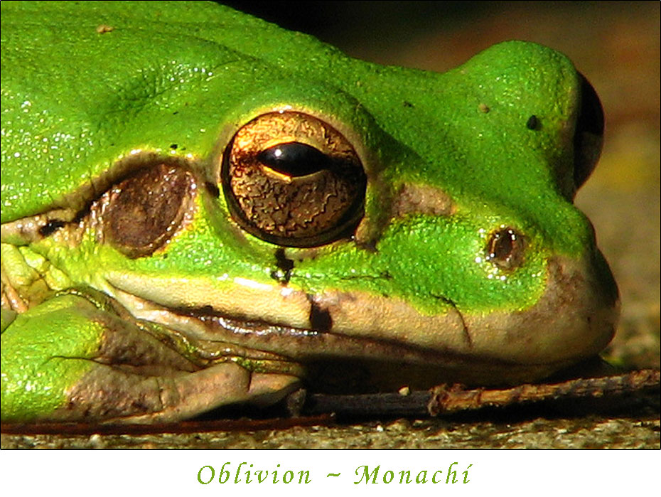 oblivion-monachi