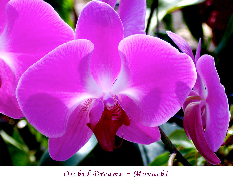 orchid-dreams-monachi