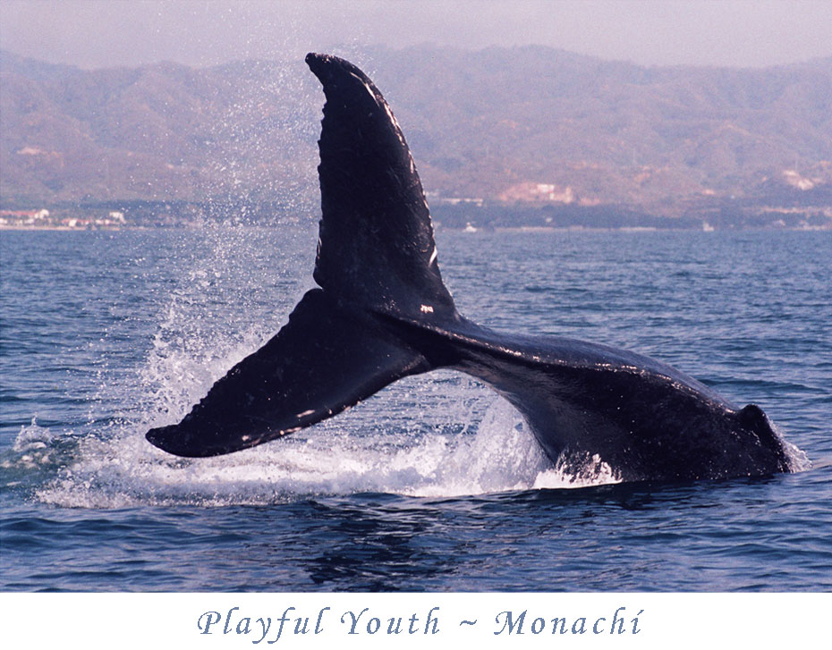 playful-youth-monachi