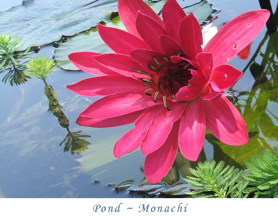 pond-monachi