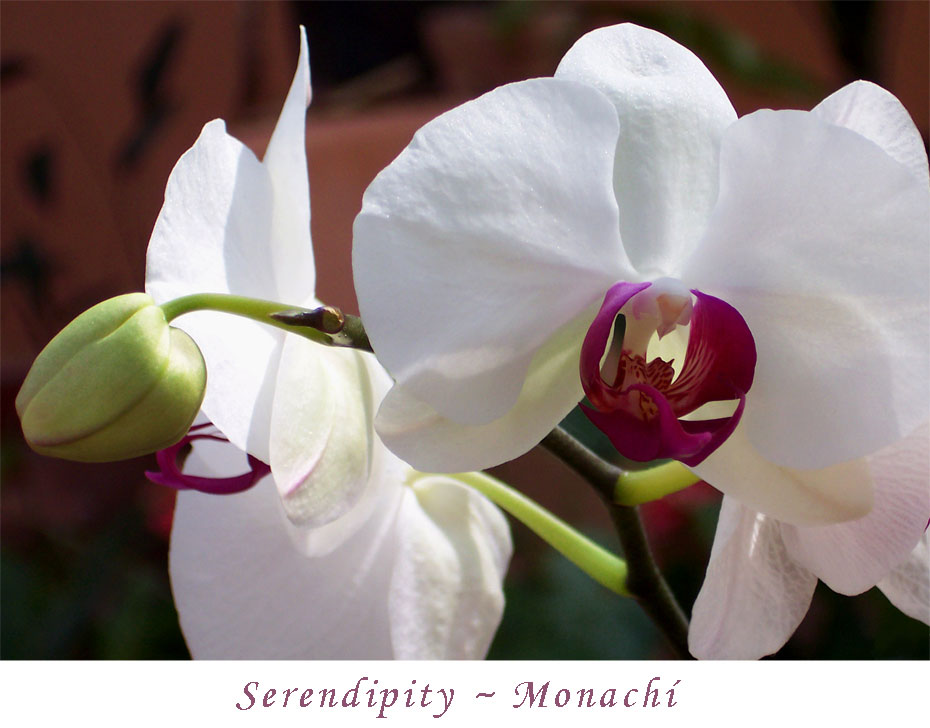 serendipity-monachi