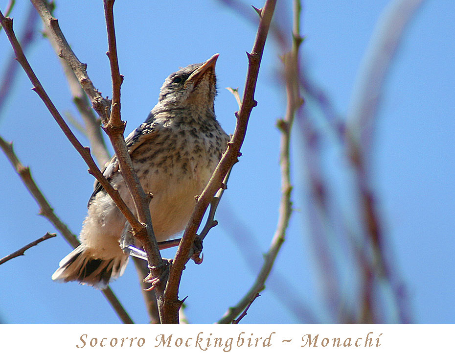socorro-mockingbird-monachi