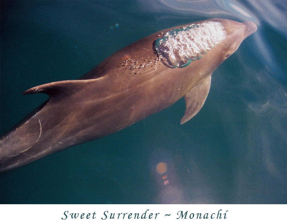 surfacing-monachi