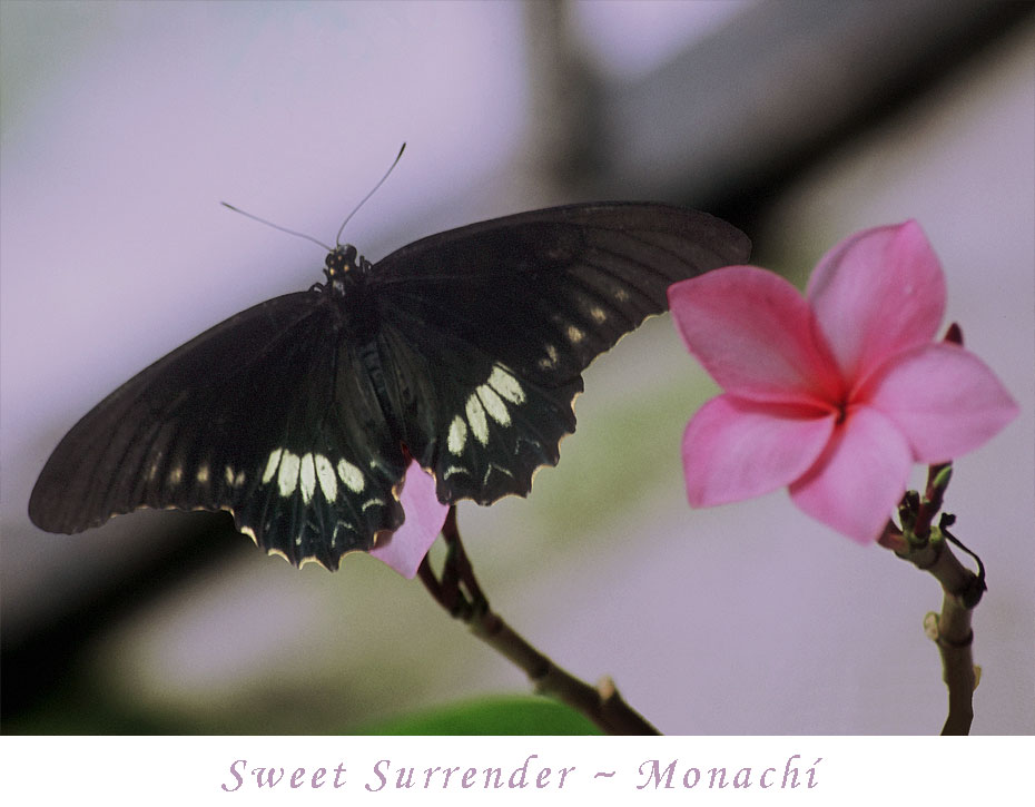sweet-surrender-monachi