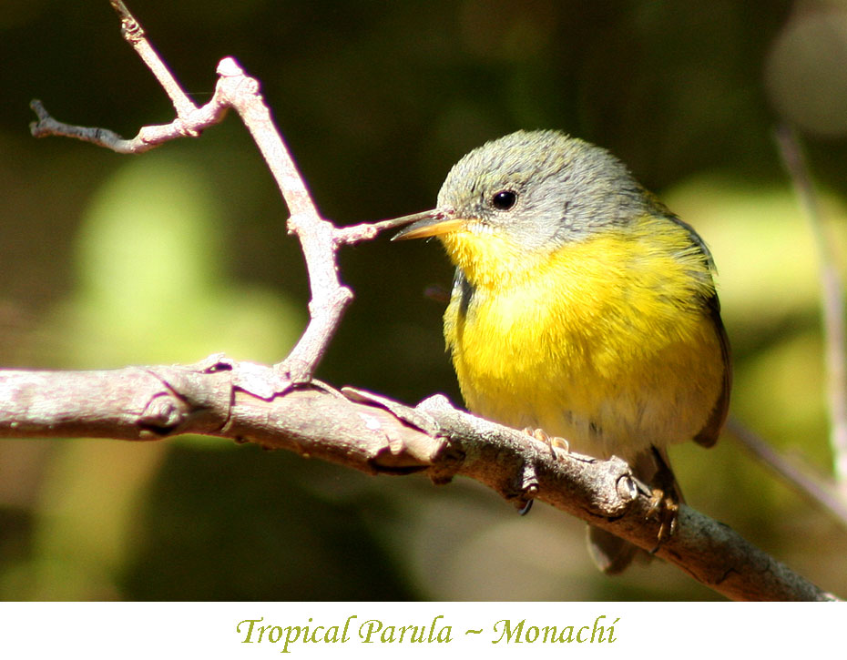 tropical-parula-monachi