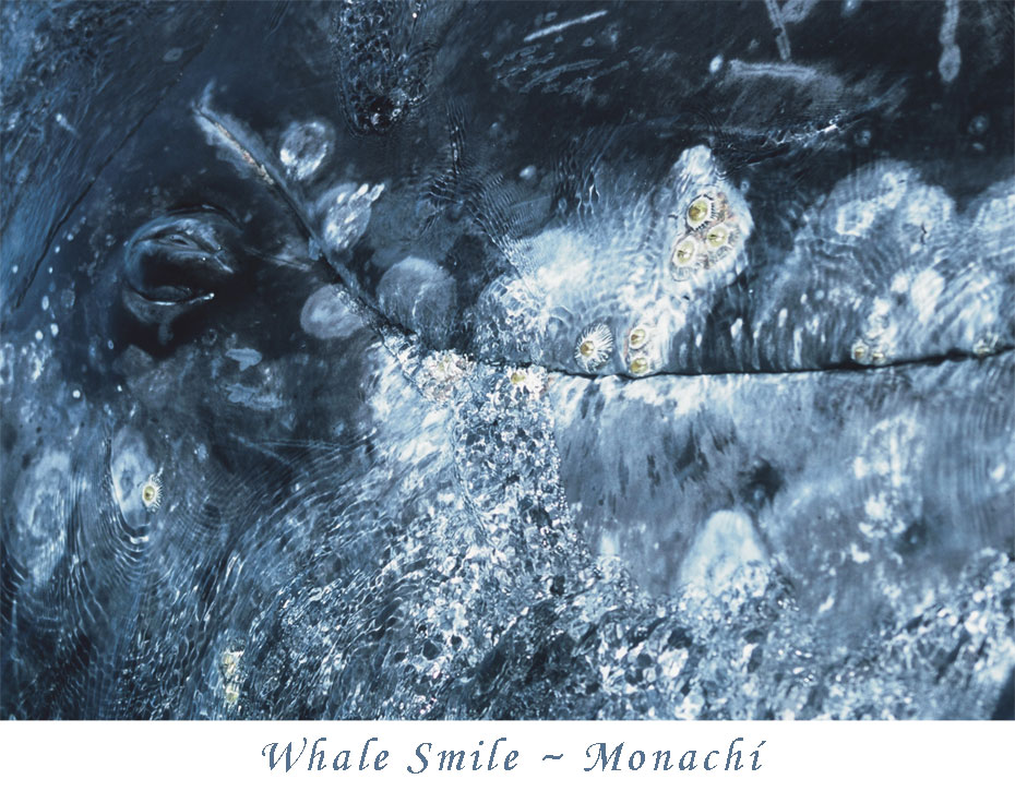 whale-smile-monachi
